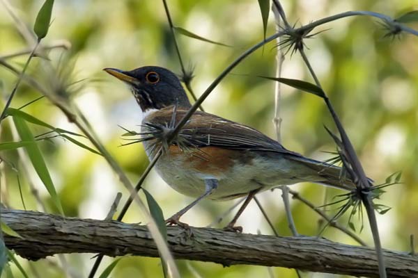 Zorzal Collar Blanco