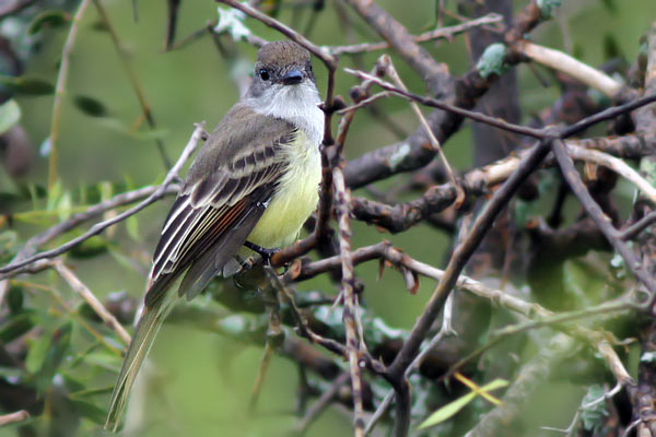 Burlisto Cola Castaña