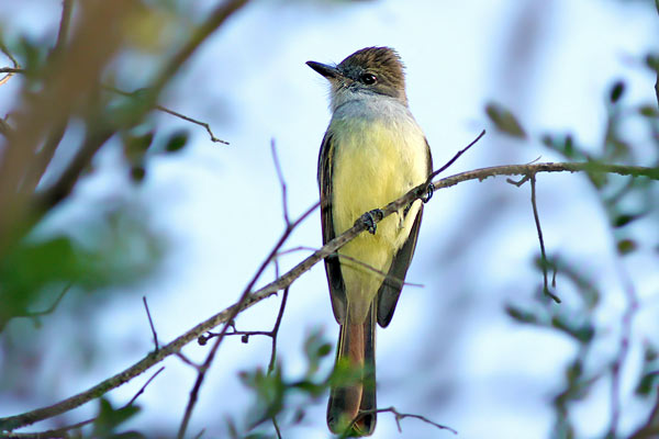 Burlisto Cola Castaña
