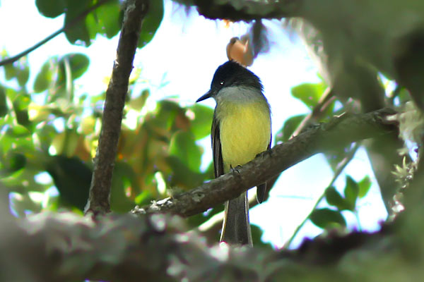 Burlisto Corona Negra