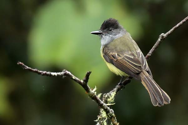 Burlisto Corona Negra