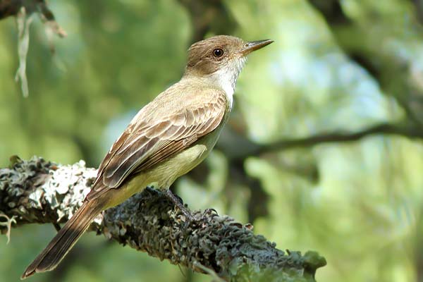 Burlisto Pico Canela