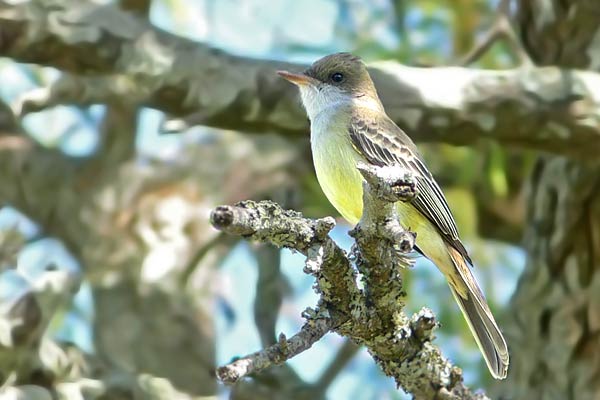 Burlisto Pico Canela