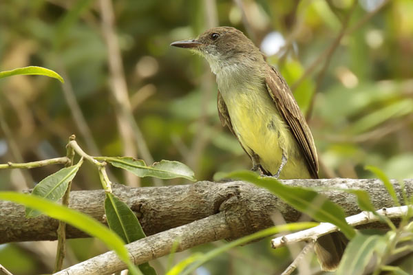 Burlisto Pico Canela