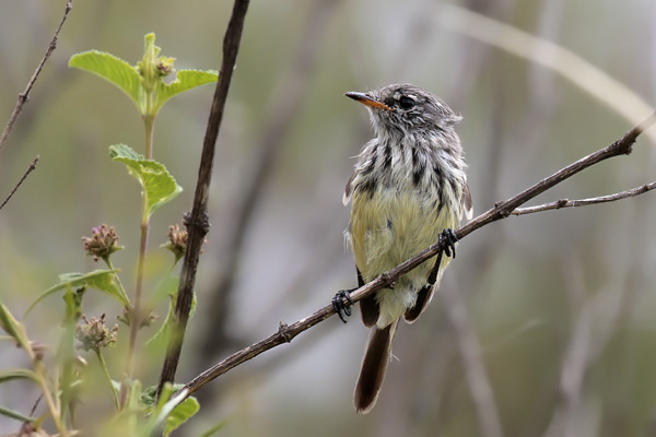 Cachudito Pico Amarillo