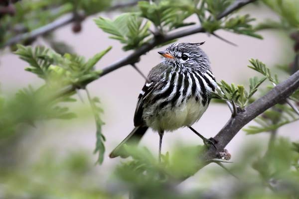 Cachudito Pico Amarillo
