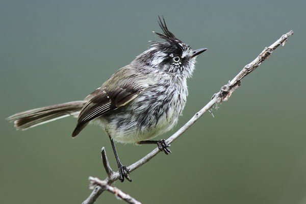 Cachudito Pico Negro