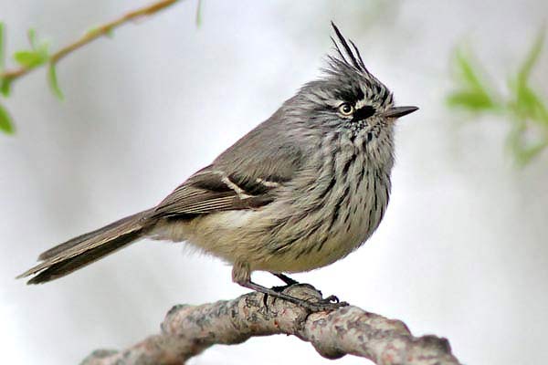 Cachudito Pico Negro