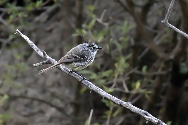 Cachudito Pico Negro