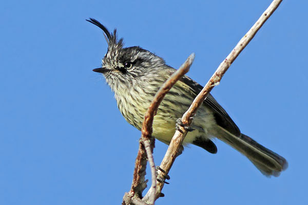 Cachudito Pico Negro