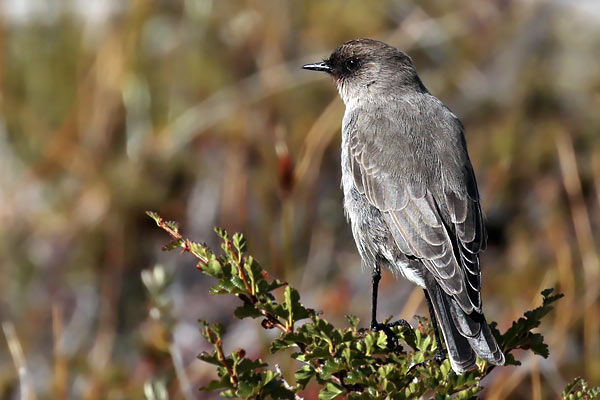 Dormilona Cara Negra