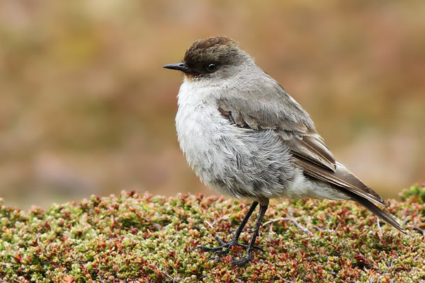 Dormilona Cara Negra