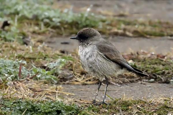 Dormilona Cara Negra