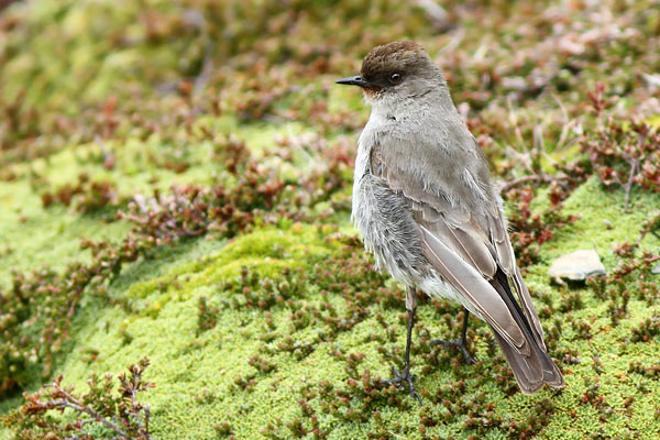 Dormilona Cara Negra