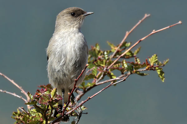 Dormilona Cara Negra
