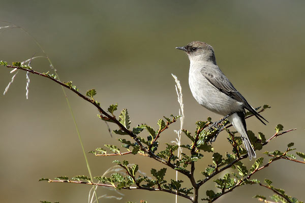Dormilona Cara Negra