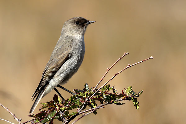 Dormilona Cara Negra