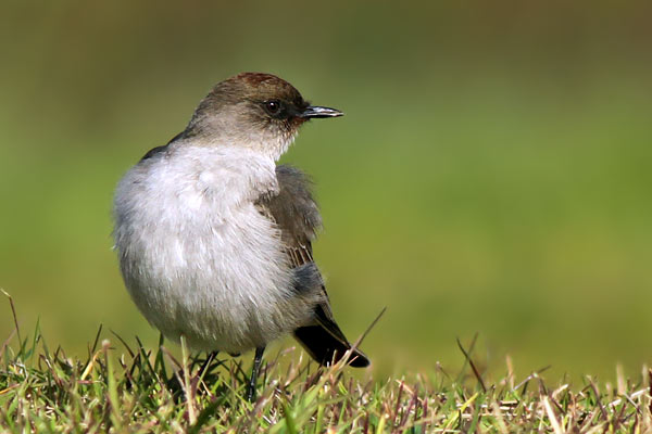 Dormilona Cara Negra