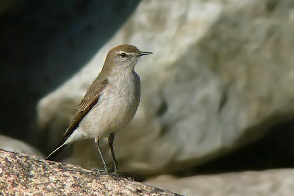 Dormilona Ceja Blanca