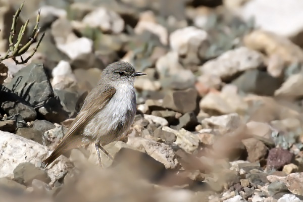 Dormilona Cenicienta