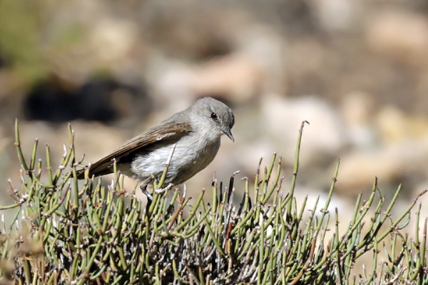 Dormilona Cenicienta