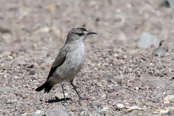 Dormilona Frente Negra