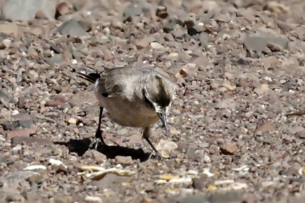 Dormilona Frente Negra