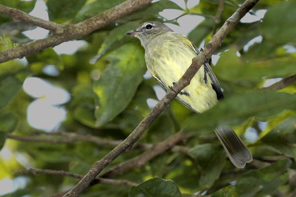 Fiofío Corona Dorada