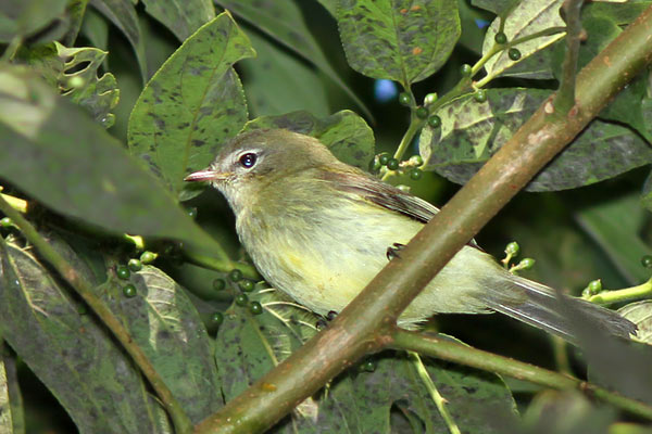 Fiofío Corona Dorada