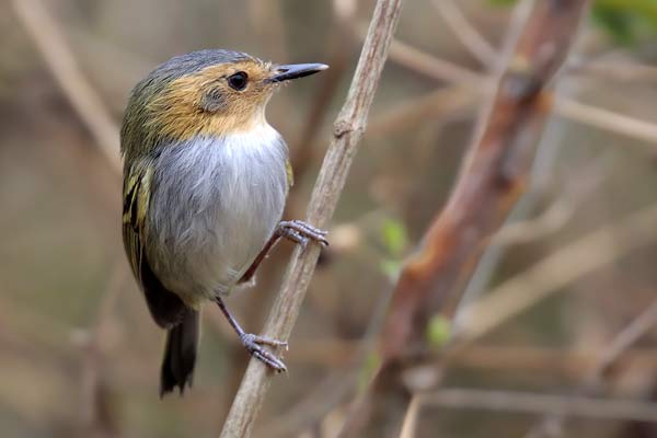 Mosqueta Cabeza Canela