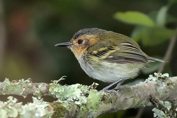 Mosqueta Cabeza Canela