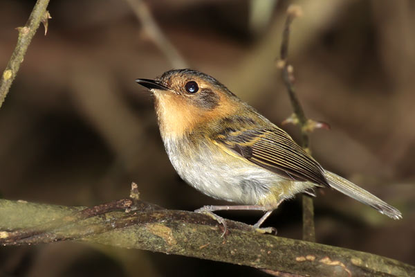 Mosqueta Cabeza Canela