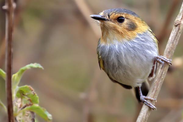 Mosqueta Cabeza Canela