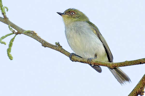 Mosqueta Cara Canela
