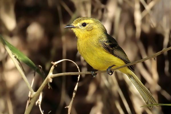 Mosqueta Ceja Amarilla