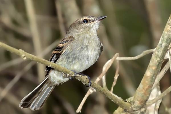 Mosqueta Ceja Blanca