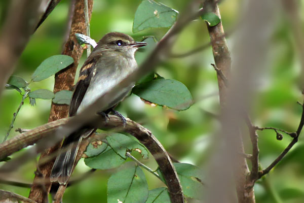 Mosqueta Ceja Blanca