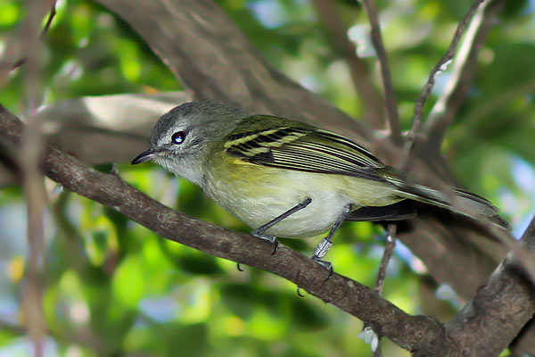 Mosqueta Corona Gris