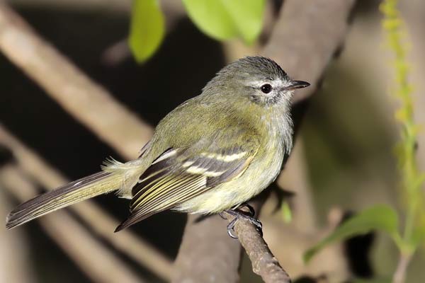 Mosqueta Corona Gris