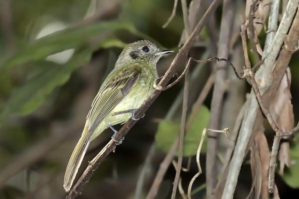 Mosqueta Corona Parda