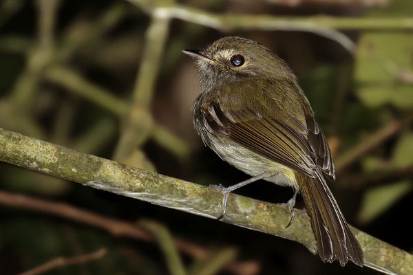 Mosqueta de Anteojos