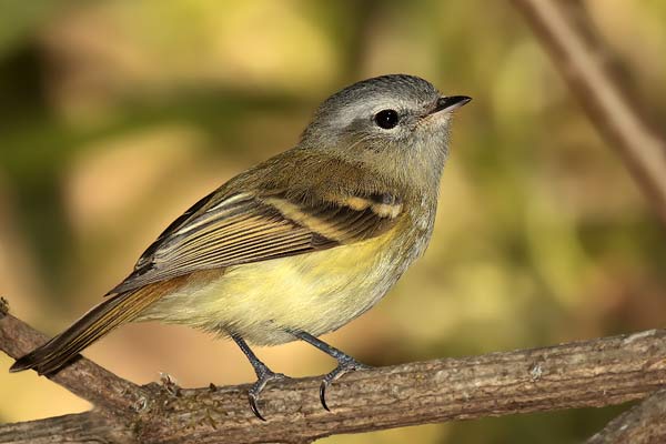 Piojito de los Pinos
