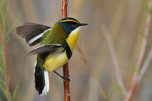 Tachurí Sietecolores