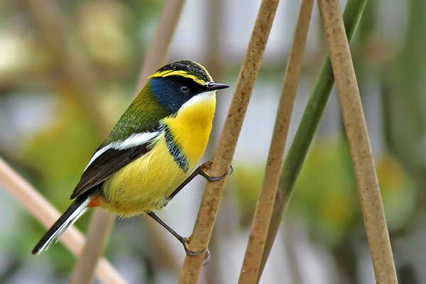 Tachurí Sietecolores