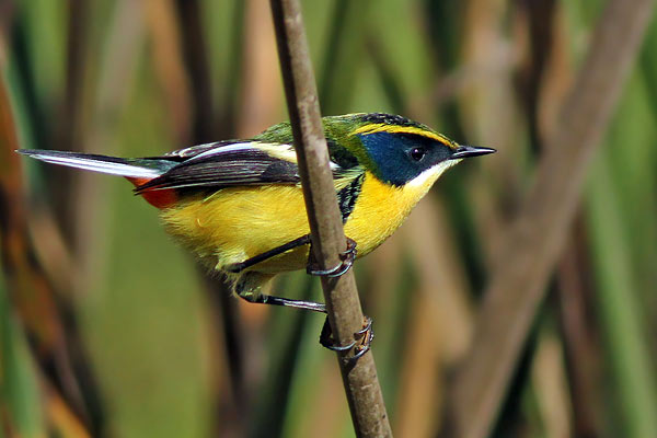 Tachurí Sietecolores