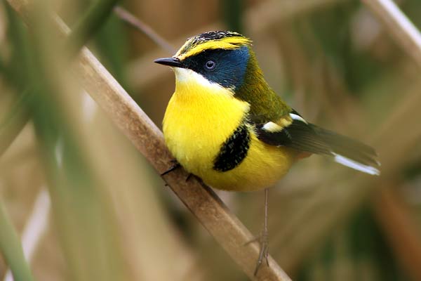 Tachurí Sietecolores
