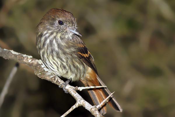 Viudita Pico Celeste