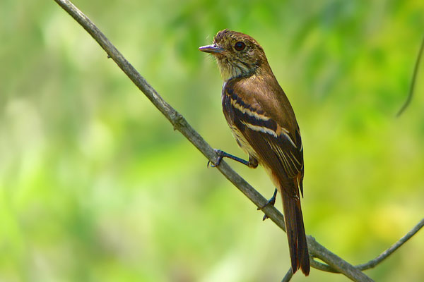 Viudita Pico Celeste