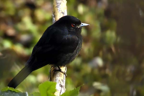 Viudita Pico Celeste