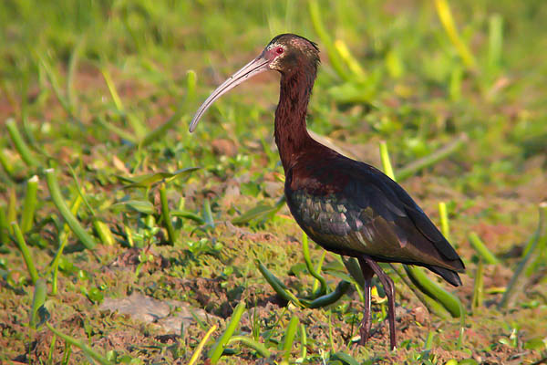 Cuervillo de Cañada